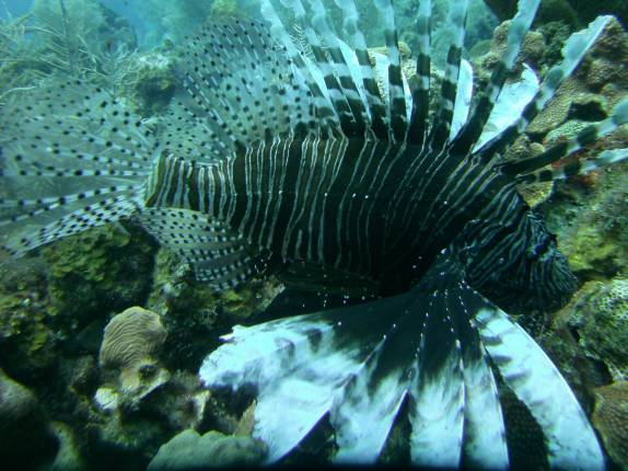 Lion Fish, cada vez mais comum no Caribe, em San Andrés, ilha colombiana na região